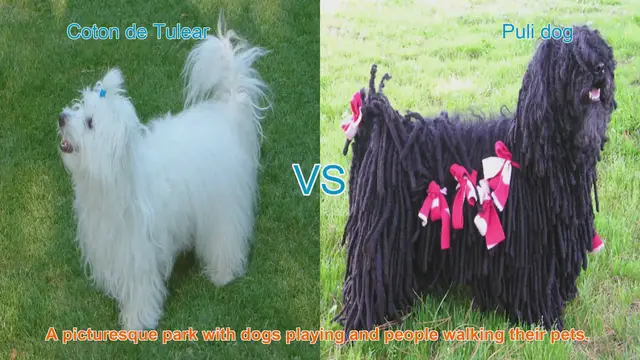 Video thumbnail for Exploring the Coton de Tulear and Puli Dog: Origins, Appearance, and Temperament