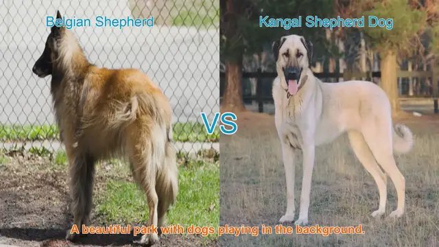 Video thumbnail for Belgian Shepherd vs. Kangal Shepherd Dog: A Comprehensive Comparison