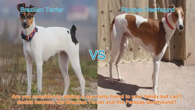 Video thumbnail for Brazilian Terrier vs. Pampas Deerhound: Choosing Your Perfect Canine Companion