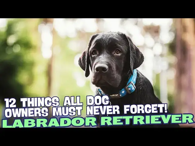 Video thumbnail for 12 Things All Labrador Retriever Owners Must Never Forget! 🐶