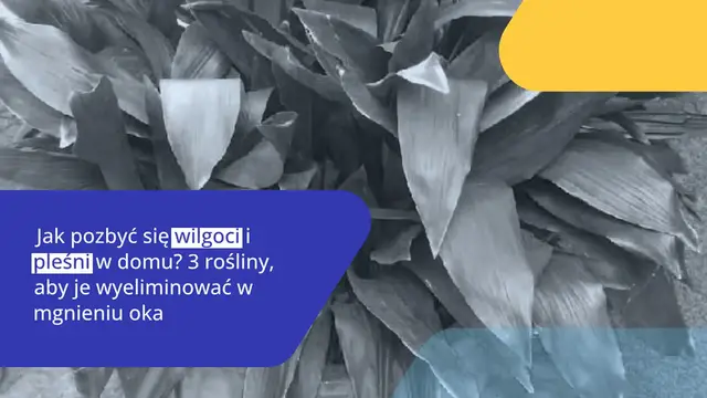 Video thumbnail for Jak pozbyć się wilgoci i pleśni w domu? 3 rośliny, aby je wyeliminować w mgnieniu oka