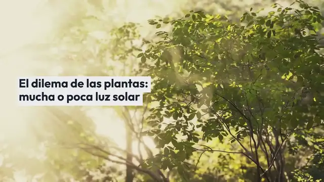 Video thumbnail for 6 plantas que requieren poca luz, ideales para ambientes con poca luz: la lista