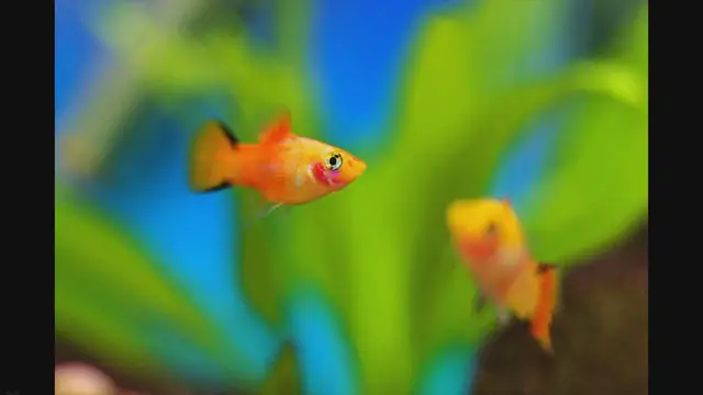 Video thumbnail for Platy Fish Care Tips: Keeping Your Platies Happy and Healthy