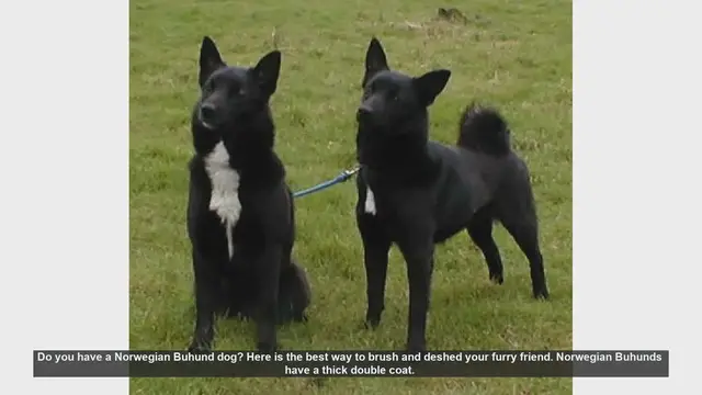 Video thumbnail for How to Brush and Deshed Your Norwegian Buhund: A Step-by-Step Guide
