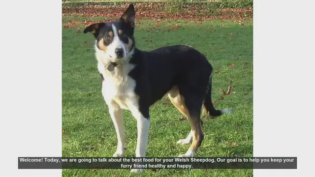 Video thumbnail for Best Food for Your Welsh Sheepdog: Keep Them Healthy and Happy!