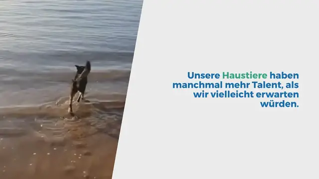 Video thumbnail for Ein tierischer Künstler am Strand – wie dieser Hund im Sand „malt“, begeistert alle