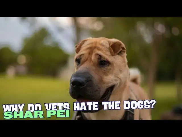 Video thumbnail for Why Do Vets Hate Shar Pei?🐶🩺