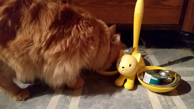 Video thumbnail for Parker Vs Treats | Parker The Cat