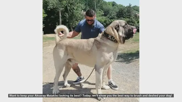 Video thumbnail for How to Brush and Deshed Your Aksaray Malaklisi: Essential Tips!