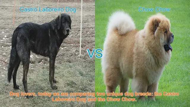 Video thumbnail for Castro Laboreiro Dog vs. Chow Chow: A Breed Comparison
