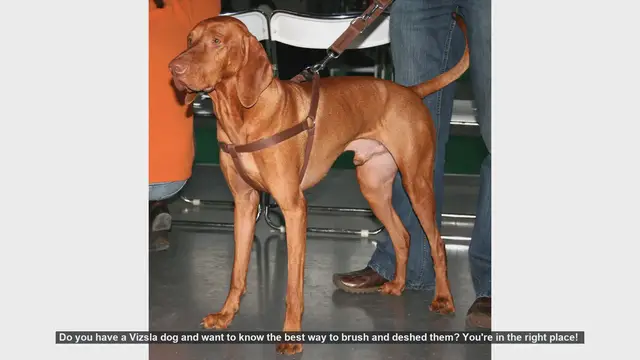 Video thumbnail for How to Brush and Deshed Your Vizsla: Essential Grooming Tips