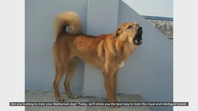Video thumbnail for How to Train Your Bakharwal Dog: Tips for Success