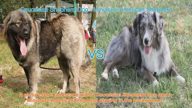 Video thumbnail for Caucasian Shepherd Dog vs. Miniature American Shepherd: A Detailed Comparison