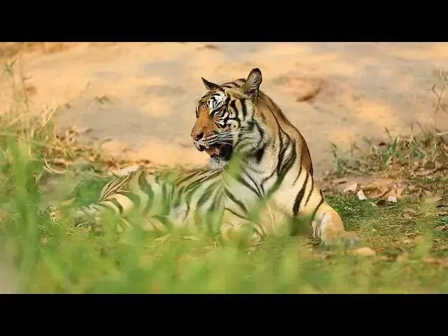 Video thumbnail for How Conservation Biologists Monitor Tigers Using AI?