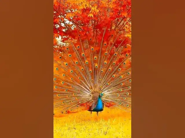 'Video thumbnail for satisfying peacock #peacock'