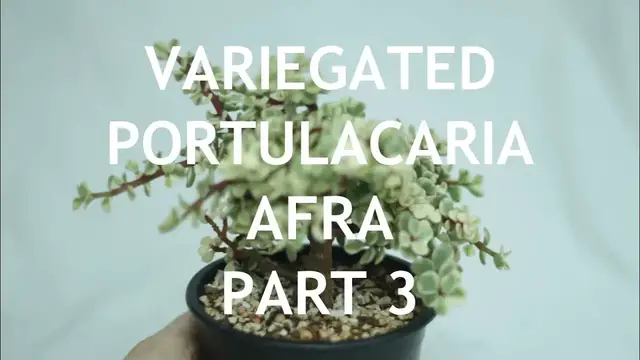 'Video thumbnail for Variegated Dwarf Jade (Portulacaria Afra) Bonsai, 3'