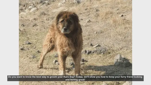 Video thumbnail for Ultimate Guide to Grooming Your Kars Dog