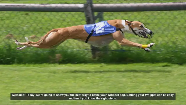 Video thumbnail for How to Bathe Your Whippet: A Step-by-Step Guide