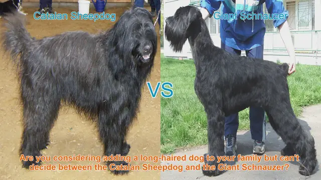 Video thumbnail for Catalan Sheepdog vs. Giant Schnauzer: A Comprehensive Breed Comparison