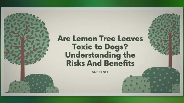 Video thumbnail for Lemon Trees and Canine Health: What Every Dog Owner Must Know!
