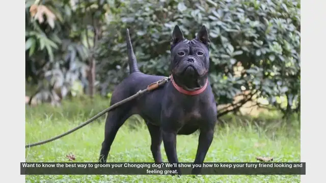 Video thumbnail for Ultimate Guide to Grooming Your Chongqing Dog