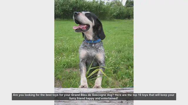 Video thumbnail for Top 10 Toys for Your Grand Bleu de Gascogne Dog