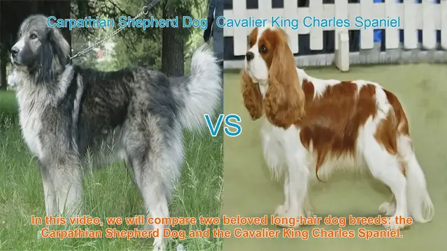 Video thumbnail for Comparing Carpathian Shepherd Dog and Cavalier King Charles Spaniel