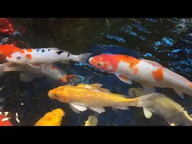 Video thumbnail for Waking Up Your Koi: A Guide to Spring Transition