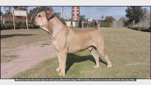 Video thumbnail for How to Train Your Boerboel: Step-by-Step Guide