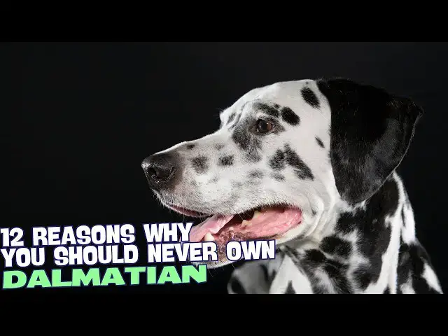 Video thumbnail for 12 Reasons Why You Should Never Own a Dalmatian! 🐾