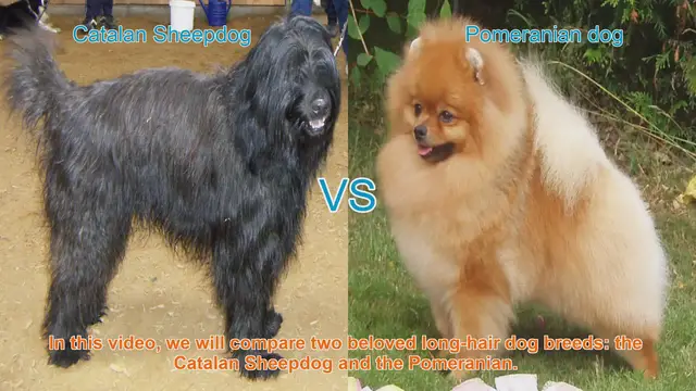 Video thumbnail for Catalan Sheepdog vs. Pomeranian: A Comprehensive Breed Comparison