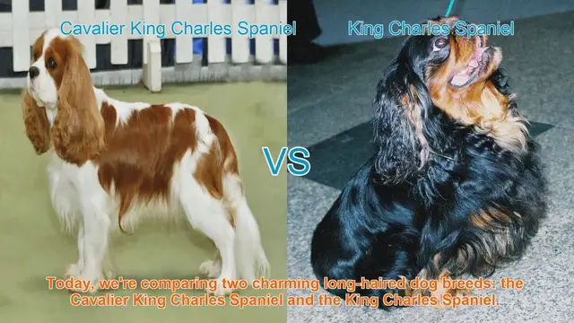 Video thumbnail for Cavalier King Charles vs. King Charles Spaniel: A Comparison