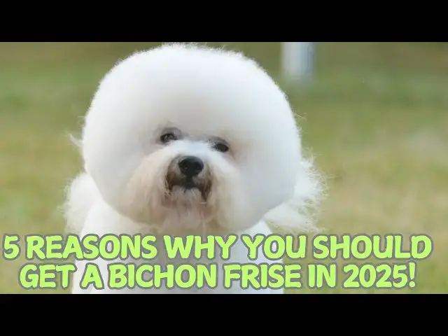 Video thumbnail for 5 Reasons Why You Should Get a Bichon Frise in 2025! ✨