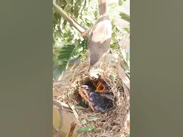 'Video thumbnail for Babies Bird Cries Feed Eat (EP-80)  #birds #nature #birdfeeding #birdwatching'