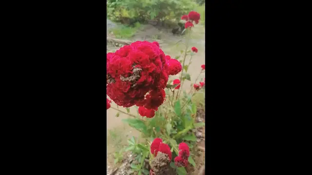 Video thumbnail for flowers red