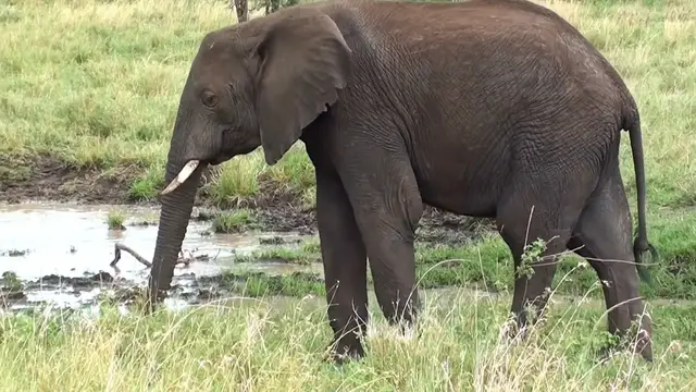 Video thumbnail for Elephant | Description, Habitat, Scientific Names, Weight
