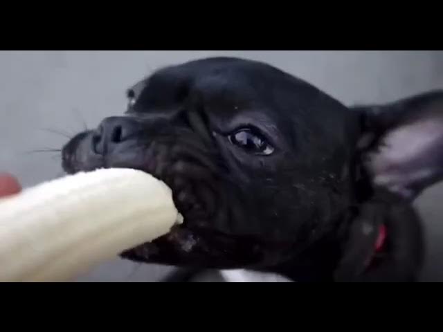 Video thumbnail for Eating  bananas