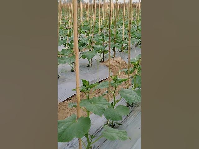 Video thumbnail for বাংলার কৃষি #aakhirkyutootichhorebarghatiteam