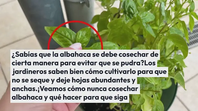 Video thumbnail for Albahaca, NUNCA debes cosecharla así: en unos días la haces pudrir