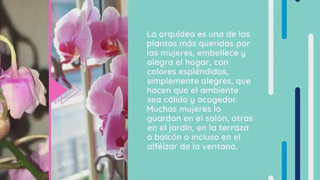 Video thumbnail for Orquídea marchita, todavía hay esperanza: con este ingrediente vuelve a la vida