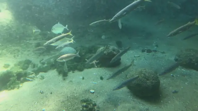 'Video thumbnail for Best Algae Eaters: Top Picks for a Clean and Clear Aquarium'