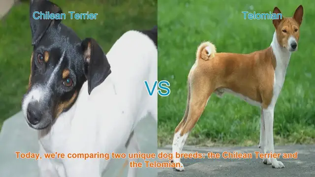 Video thumbnail for Chilean Terrier vs. Telomian: A Comprehensive Comparison