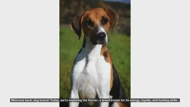 Video thumbnail for Harrier Dogs: Pros and Cons of Owning This Energetic Breed