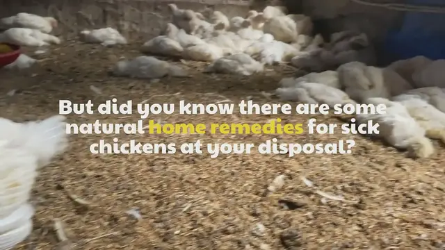 'Video thumbnail for 5 Effective Home Remedies For Sick Chickens'