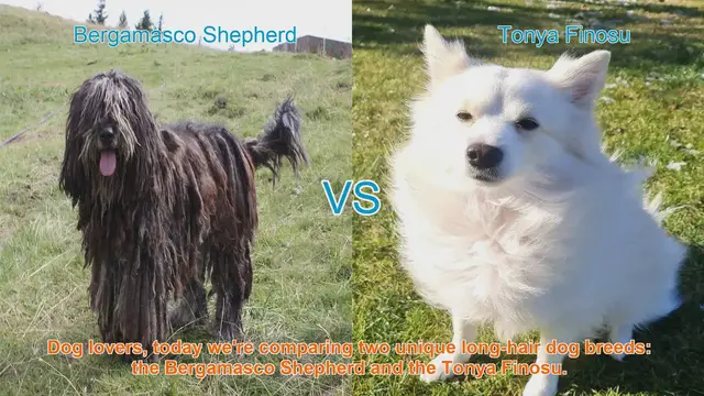 Video thumbnail for Bergamasco Shepherd vs. Tonya Finosu: A Comparison of Long-Hair Dog Breeds