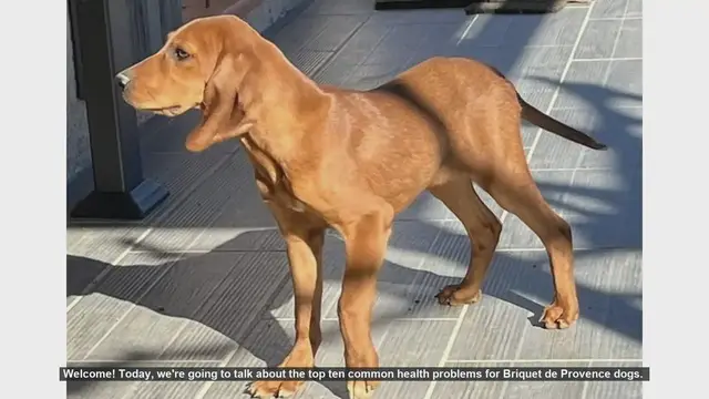 Video thumbnail for Top 10 Common Health Problems in Briquet de Provence Dogs