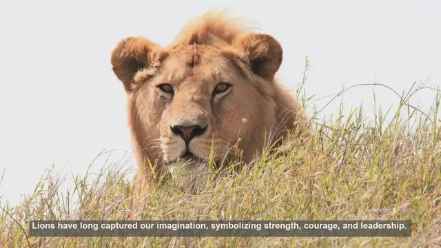 Video thumbnail for 10 Lion Proverbs: Wisdom from Around the World