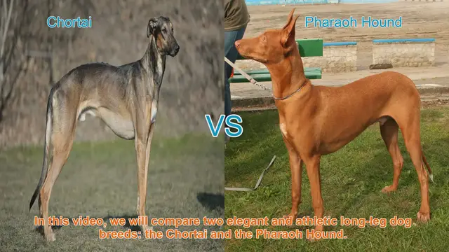 Video thumbnail for Chortai vs. Pharaoh Hound: A Comparison of Elegant Long-Leg Dog Breeds