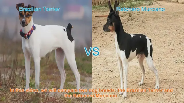 Video thumbnail for Brazilian Terrier vs. Ratonero Murciano: A Breed Comparison