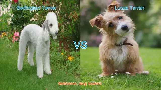 Video thumbnail for Bedlington Terrier vs. Lucas Terrier: A Comparison of Two Charming Dog Breeds